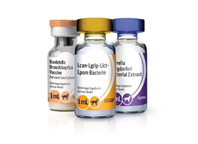 Feline Vaccines | Boehringer Ingelheim Animal Health